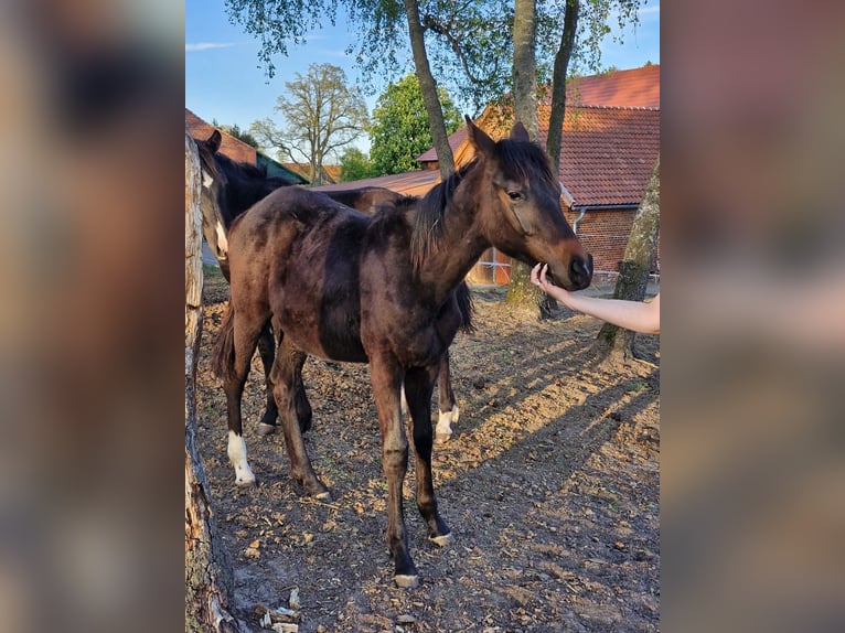 Hanoverian Stallion 1 year Brown in Neustadt am Rübenberge