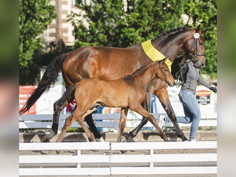 Hanoverian Stallion 1 year Brown in Holzerode