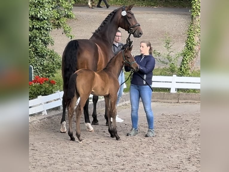 Hanoverian Stallion 1 year Brown in Holzerode