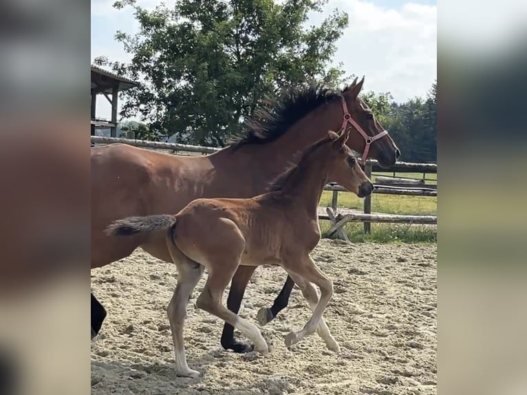 Hanoverian Stallion 1 year Brown in Kevelaer