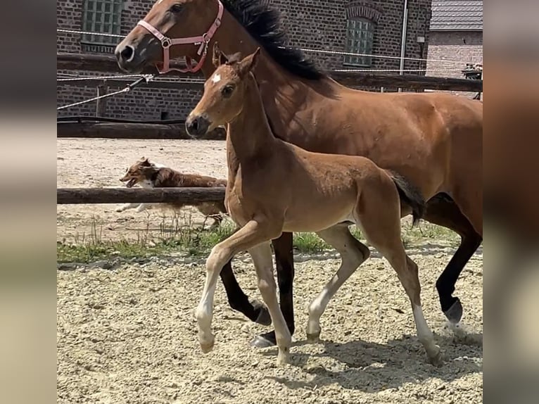 Hanoverian Stallion 1 year Brown in Kevelaer