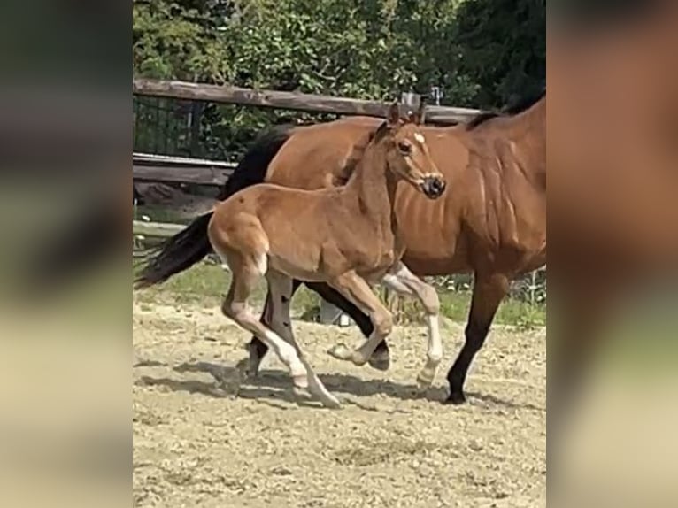 Hanoverian Stallion 1 year Brown in Kevelaer