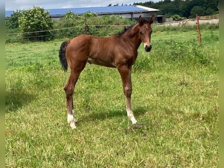 Hanoverian Stallion 1 year Brown in Neukalen