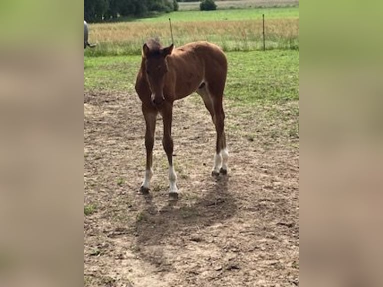 Hanoverian Stallion 1 year Brown in Neukalen