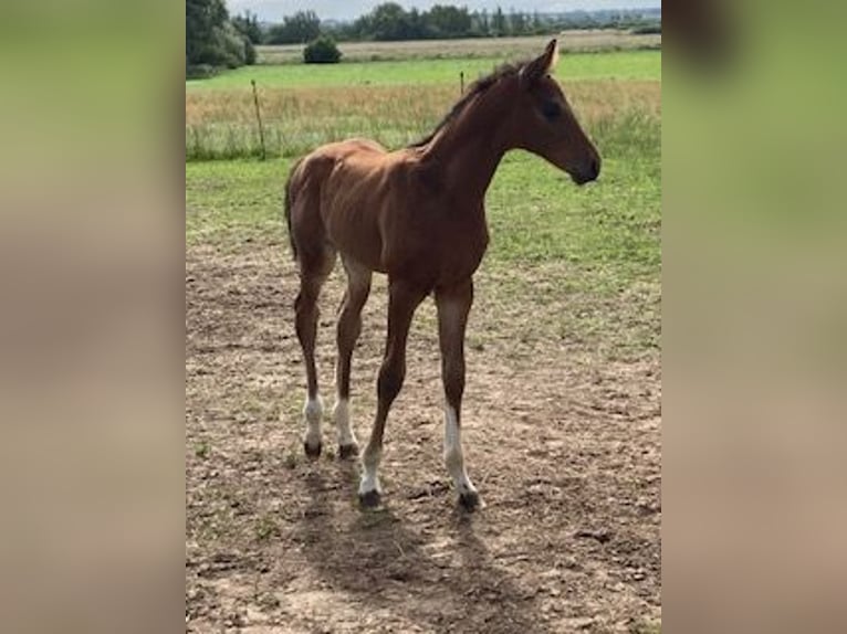 Hanoverian Stallion 1 year Brown in Neukalen