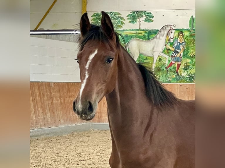 Hanoverian Stallion 1 year Brown in Rees