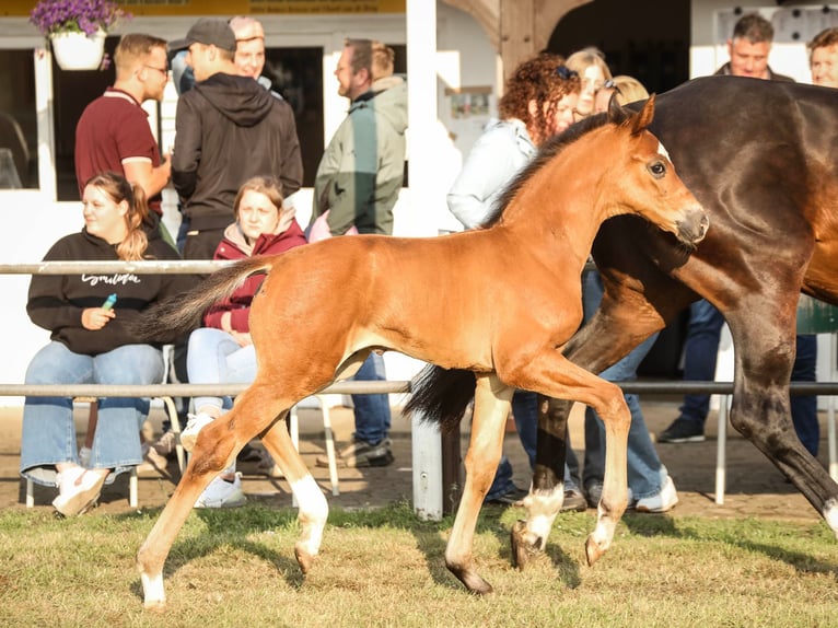 Hanoverian Stallion 1 year Brown in Rehden