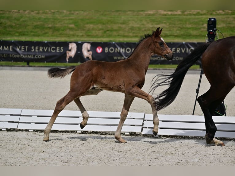 Hanoverian Stallion 1 year Brown in Calau