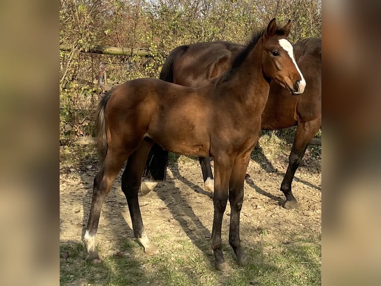 Hanoverian Stallion 1 year Brown in Hadres