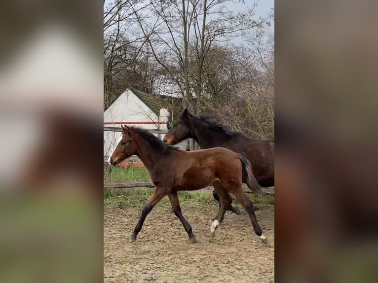 Hanoverian Stallion 1 year Brown in Hadres