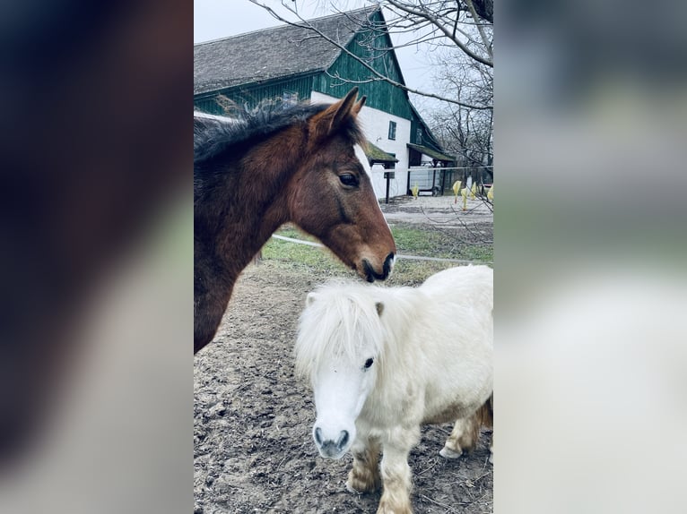 Hanoverian Stallion 1 year Brown in Hadres