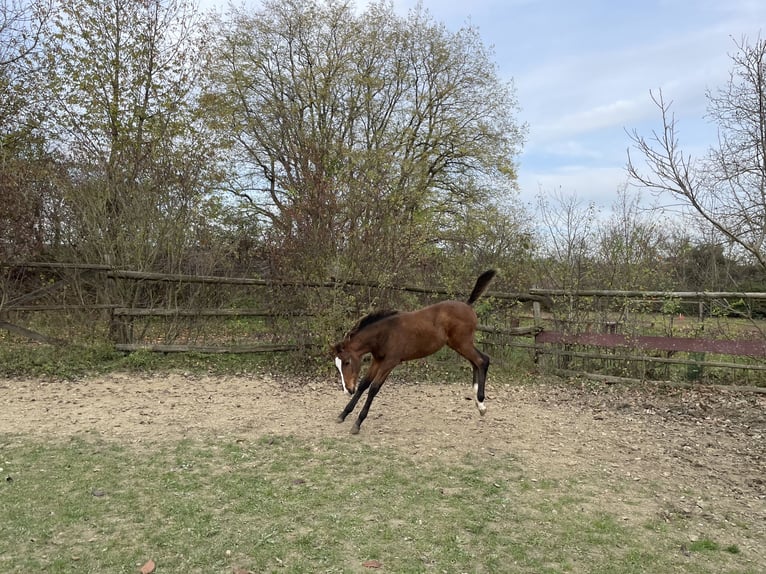 Hanoverian Stallion 1 year Brown in Hadres