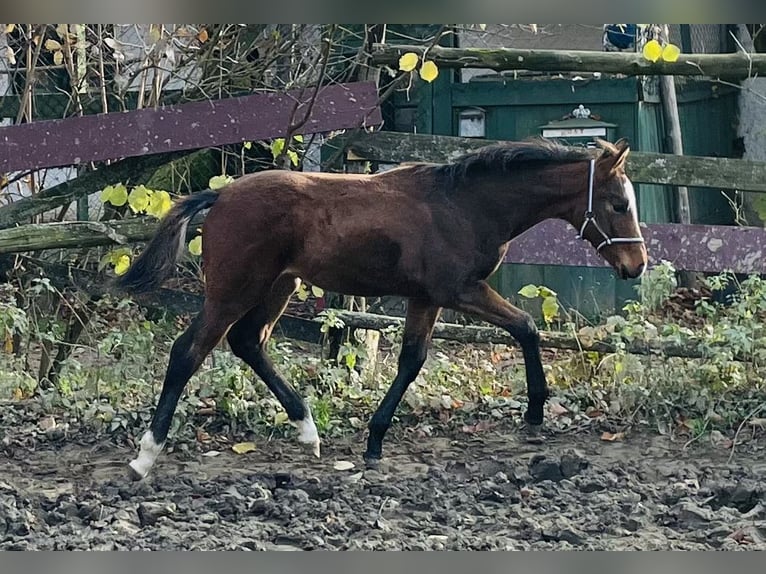 Hanoverian Stallion 1 year Brown in Hadres