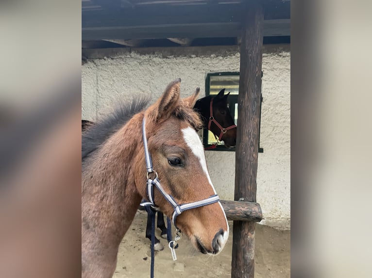 Hanoverian Stallion 1 year Brown in Hadres