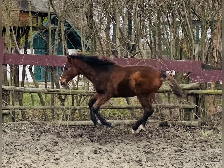 Hanoverian Stallion 1 year Brown in Hadres