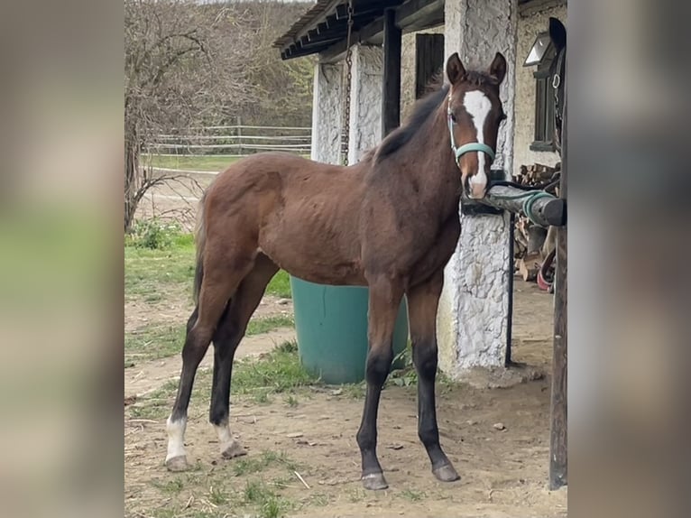 Hanoverian Stallion 1 year Brown in Hadres