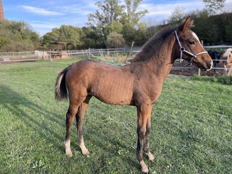 Hanoverian Stallion 1 year Brown in Hadres