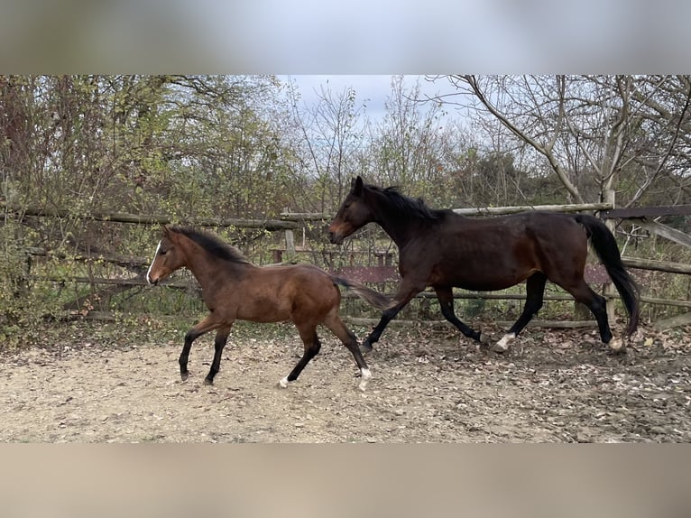 Hanoverian Stallion 1 year Brown in Hadres