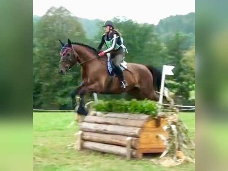 Hanoverian Stallion 1 year Brown in Hadres