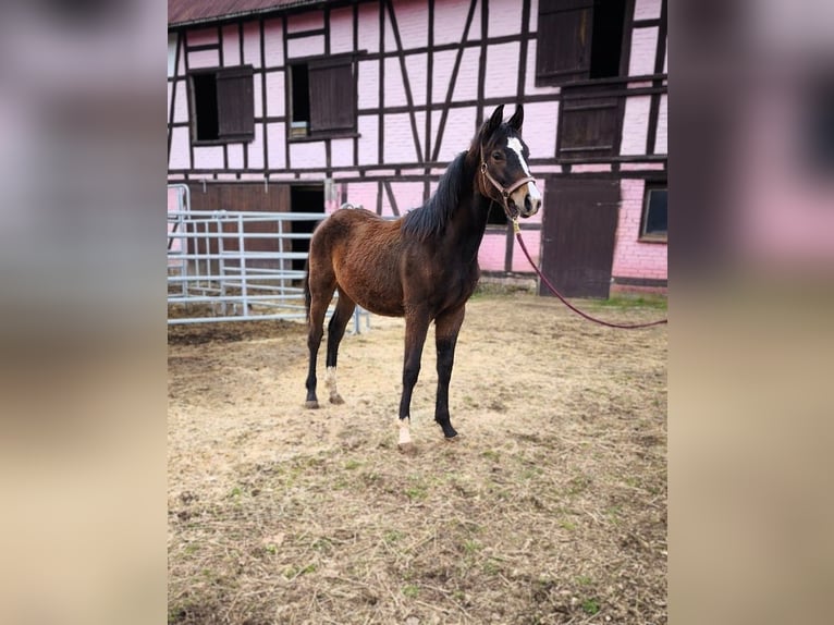 Hanoverian Stallion 1 year Brown in Hessisch Lichtenau