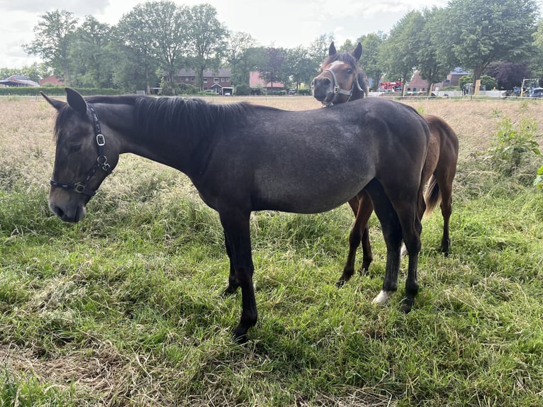 Hanoverian Stallion 1 year Brown Falb mold in Hoogstede