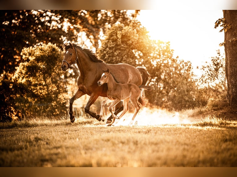 Hanoverian Stallion 1 year Brown in Bodenfelde-Wahmbeck