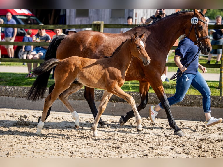 Hanoverian Stallion 1 year Brown in Bodenfelde-Wahmbeck
