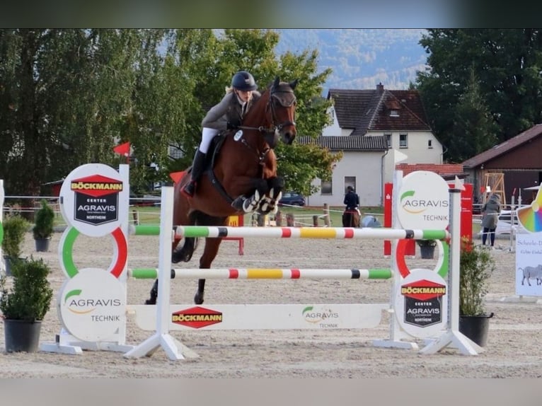Hanoverian Stallion 1 year Brown in Bodenfelde-Wahmbeck