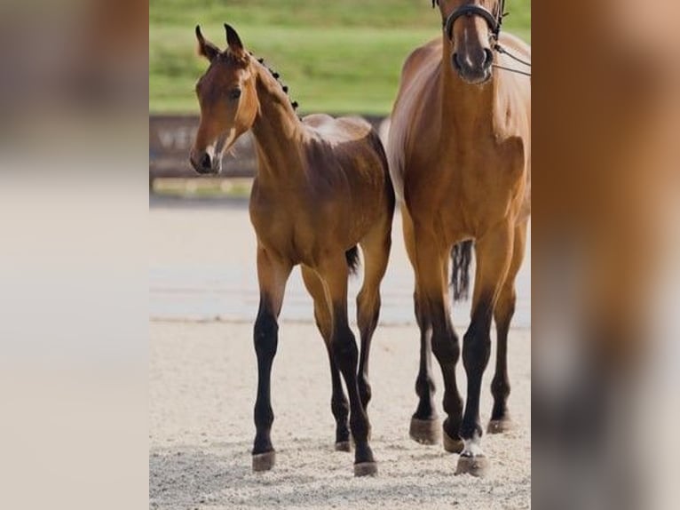 Hanoverian Stallion 1 year Brown in Werder (Havel)