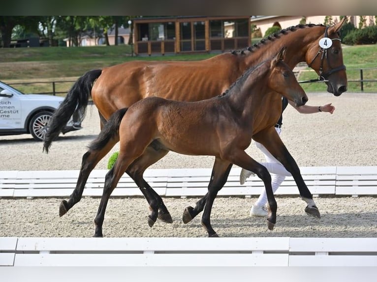Hanoverian Stallion 1 year Brown in Werder (Havel)