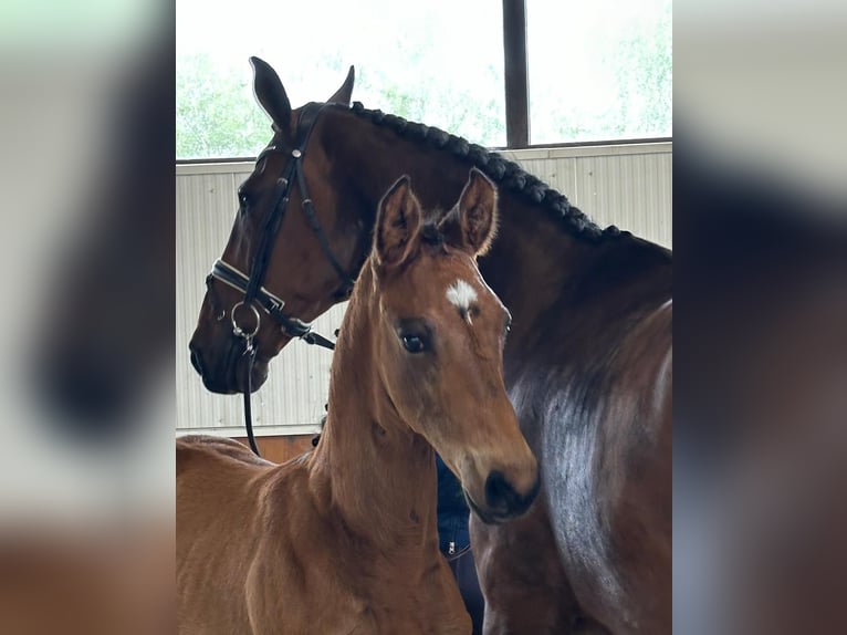 Hanoverian Stallion 1 year Brown in Weyhe