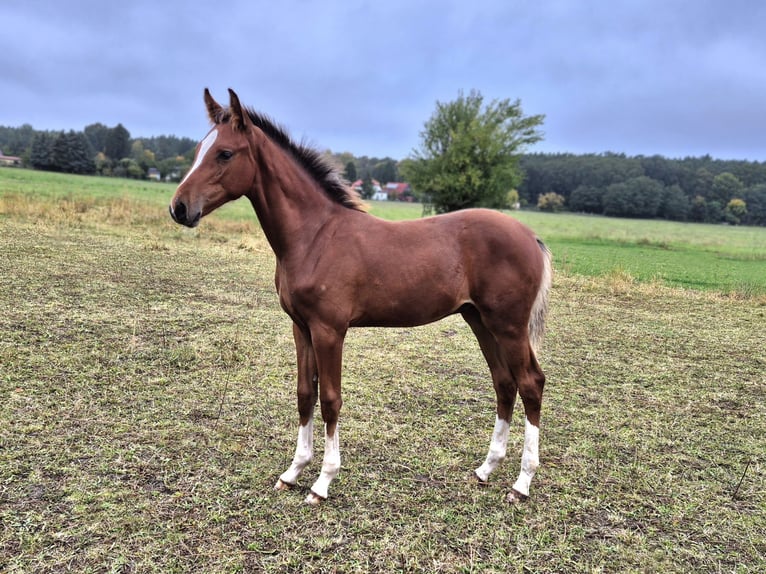 Hanoverian Stallion 1 year Brown in Bernau