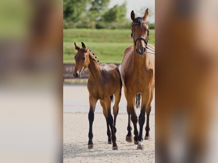 Hanoverian Stallion 1 year Brown in Bispingen