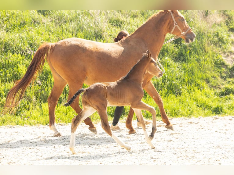 Hanoverian Stallion 1 year Brown in Meisdorf