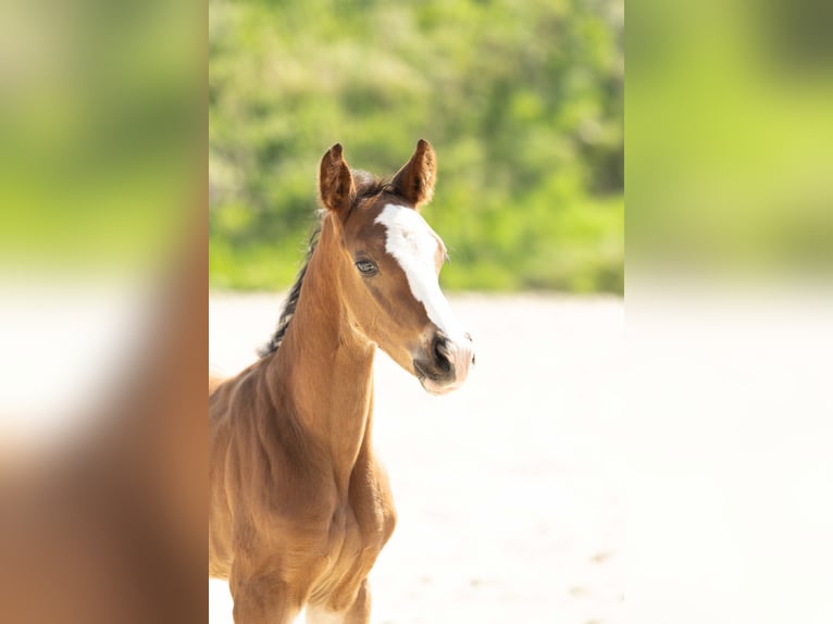 Hanoverian Stallion 1 year Brown in Meisdorf