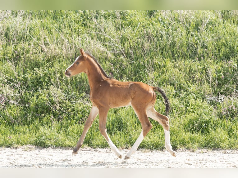 Hanoverian Stallion 1 year Brown in Meisdorf