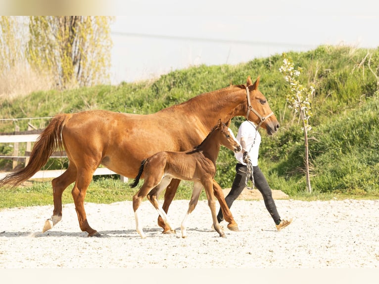 Hanoverian Stallion 1 year Brown in Meisdorf