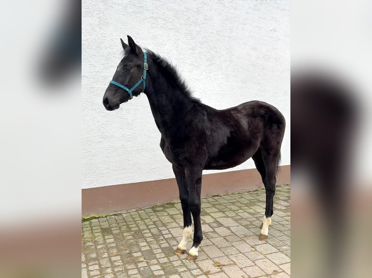 Hanoverian Stallion 1 year Can be white in Heidenrod
