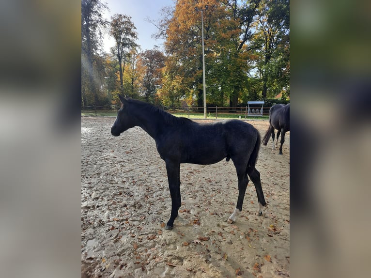 Hanoverian Stallion 1 year Can be white in Rehlingen