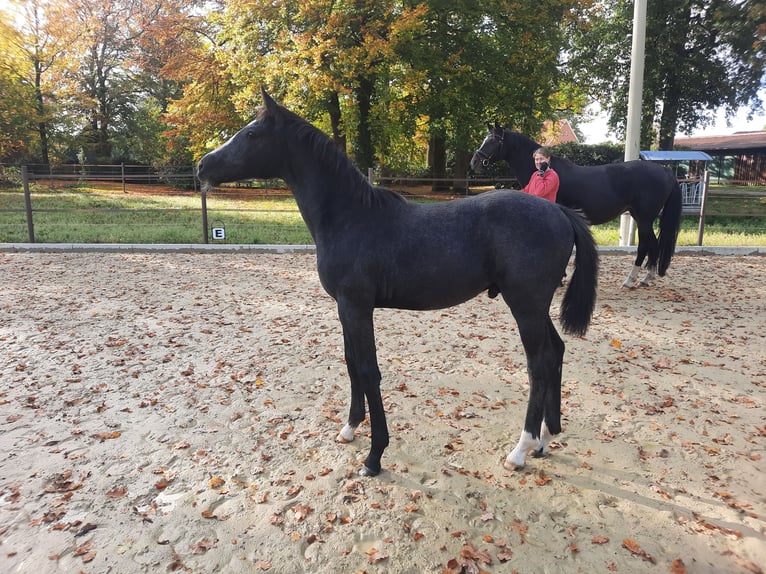 Hanoverian Stallion 1 year Can be white in Rehlingen