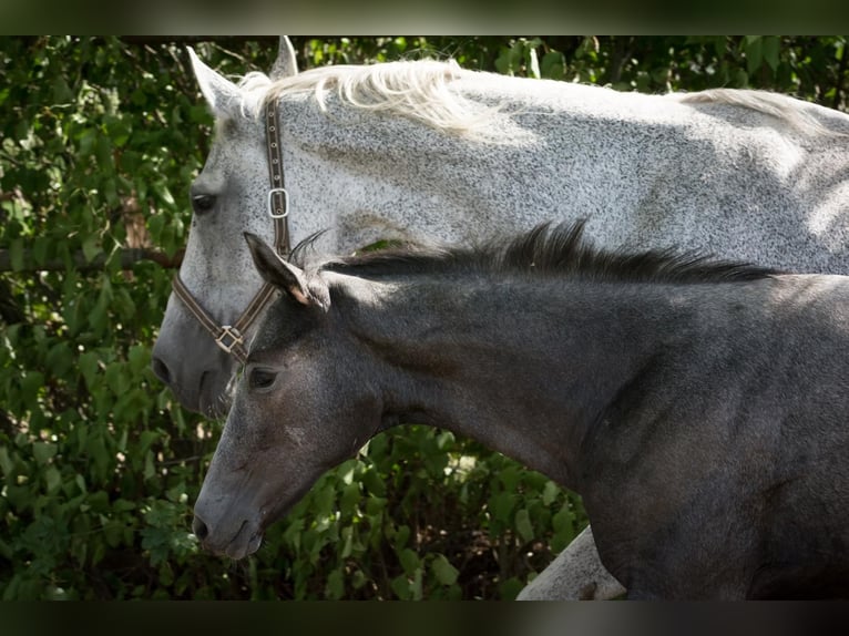 Hanoverian Stallion 1 year Can be white in Zobbenitz