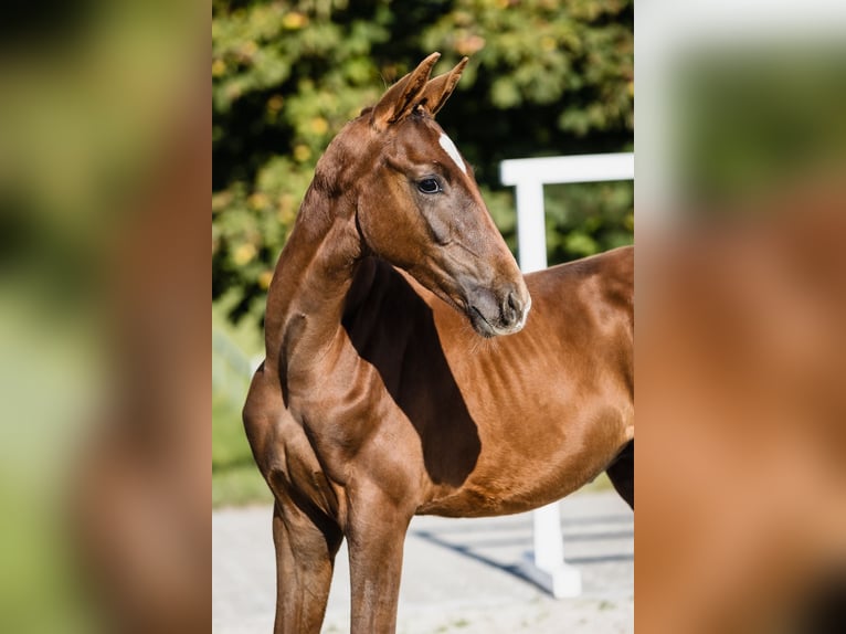Hanoverian Stallion 1 year Chestnut in Duszniki
