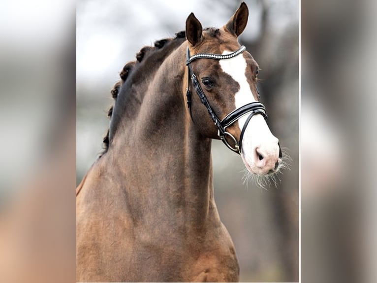 Hanoverian Stallion 1 year Chestnut in Duszniki