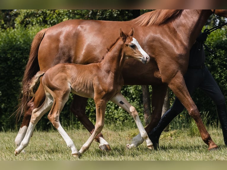 Hanoverian Stallion 1 year Chestnut in Duszniki