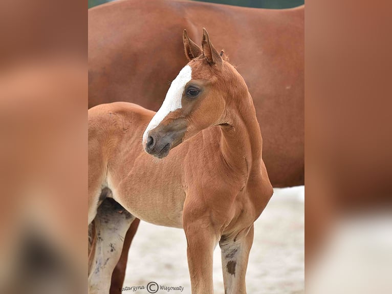 Hanoverian Stallion 1 year Chestnut in Duszniki