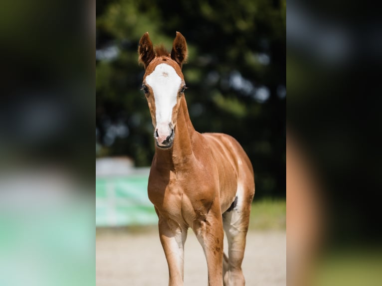 Hanoverian Stallion 1 year Chestnut in Duszniki