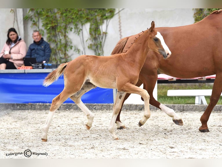 Hanoverian Stallion 1 year Chestnut in Duszniki