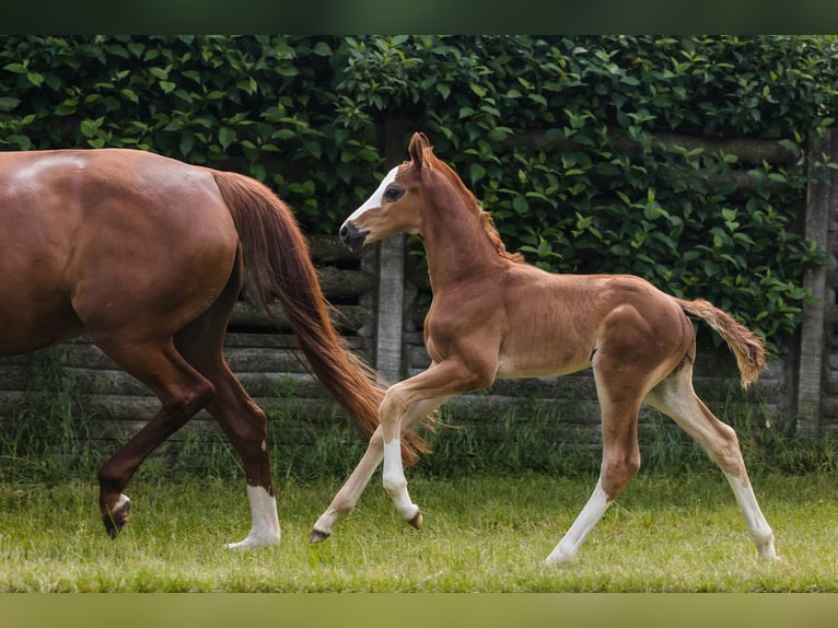 Hanoverian Stallion 1 year Chestnut in Duszniki