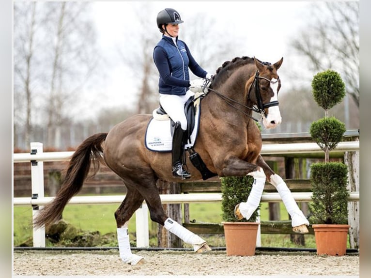 Hanoverian Stallion 1 year Chestnut in Duszniki