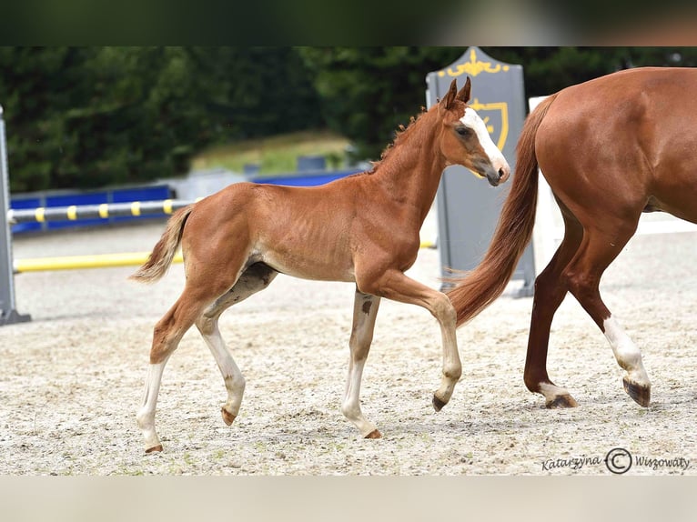 Hanoverian Stallion 1 year Chestnut in Duszniki